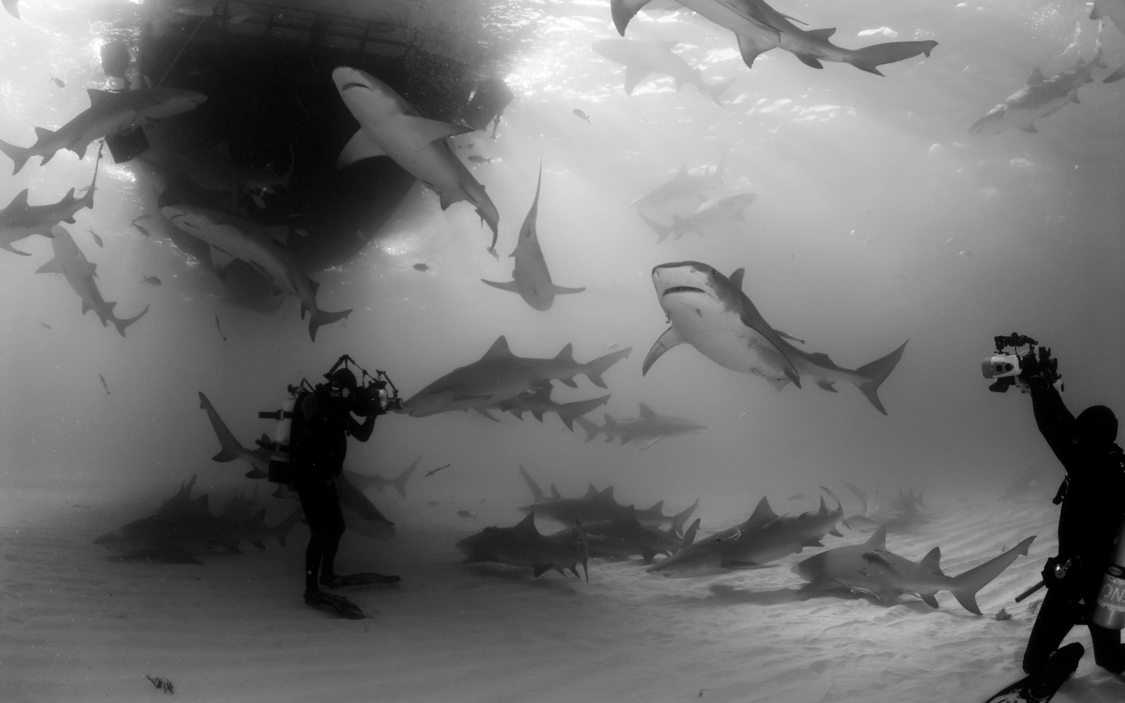 Tiger & Lemon Sharks