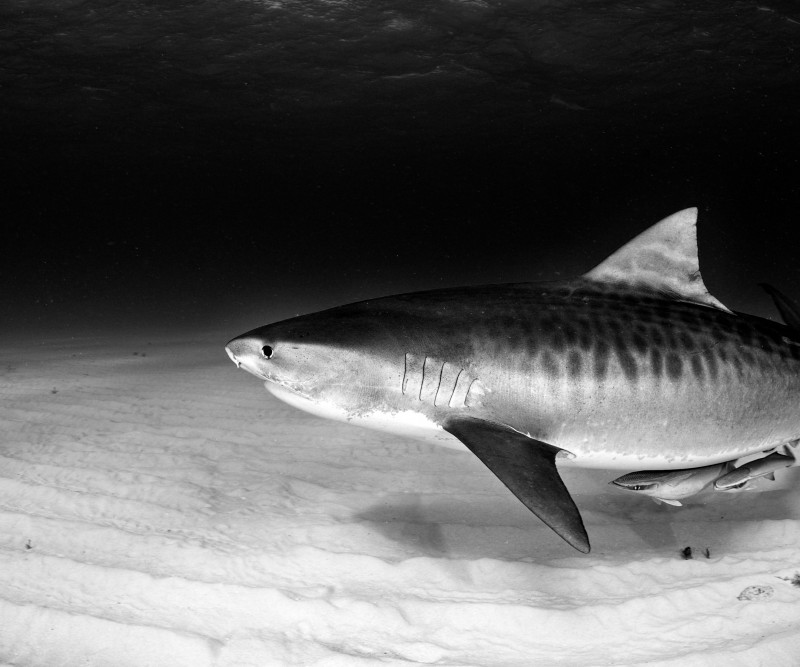 Tiger Shark